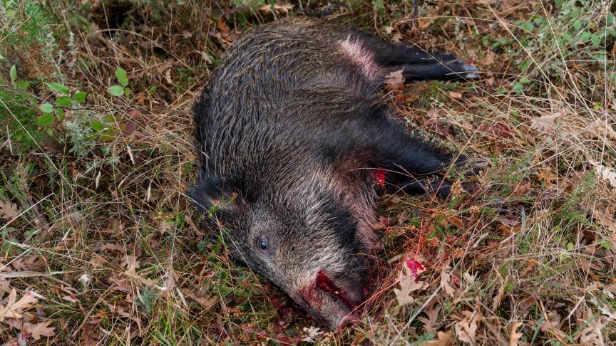 Vorig jaar werden er 3.424 wilde everzwijnen afgeschoten in Vlaanderen.