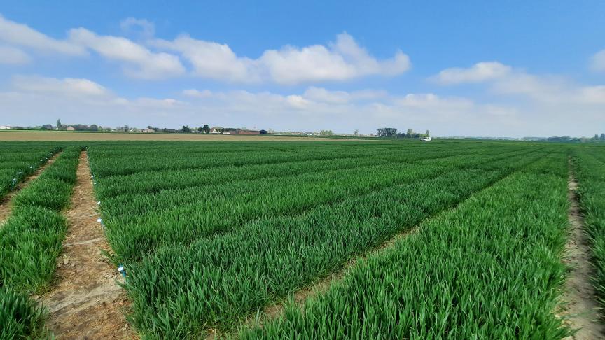 Om de geschiktheid vannieuwe graanrassen voor de Belgische landbouw na te gaan worden deze getest op hun cultuur- en gebruikswaarde door middel van wetenschappelijke veldproeven.