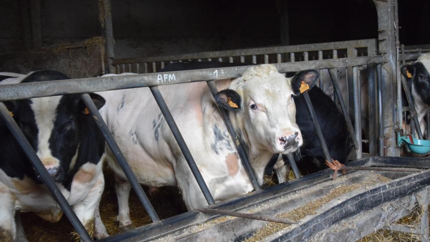 De prijzen voor BWB-runderen blijven stabiel.