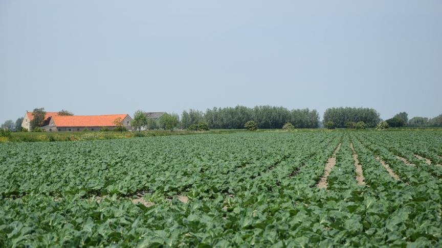 De voorbije weken kregen kooltelers  in de Westhoek te maken met een  uitzonderlijke bladluisplaag.