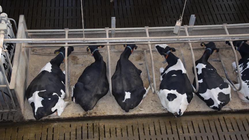 In de 3 jaar dat Bovaer in Vlaanderen wordt toegepast, zijn er geen meldingen over gezondheidsproblemen bij runderen opgedoken.