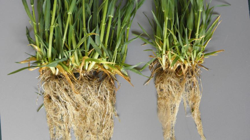 Het verschil in wortelstelsel in beeld: links Hyvido hybride gerst, rechts een conventioneel gerstras.