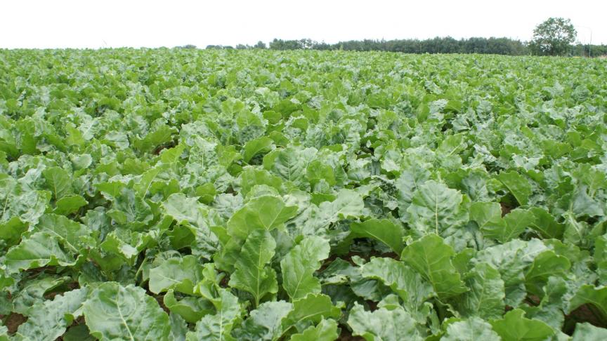 Wereldwijd is de suikerprijs ingestort, door overproductie. Dat heeft gevolgen voor de suikerbietentelers in ons land.