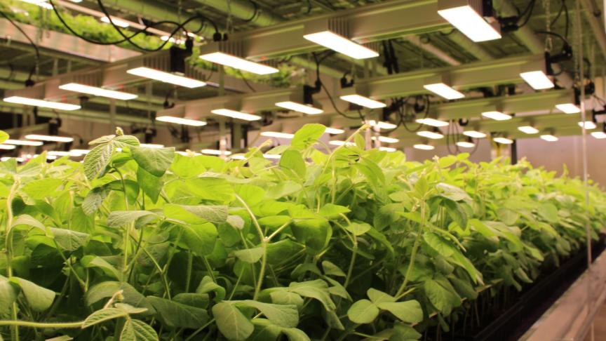 Via NGT's wordt het genetisch materiaal van zaden aangepast op een manier die ook via de natuur of via conventionele veredelingstechnieken kan voorkomen.