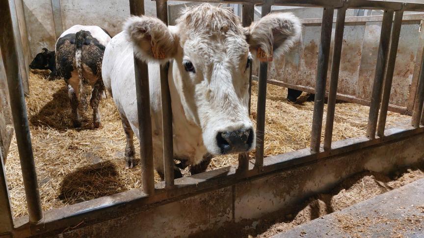 De prijzen voor BWB-runderen veranderen niet, behalve dan voor de stieren.