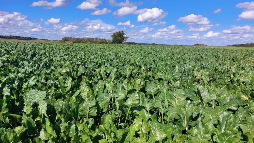 Ook in 2025 was cercospora de dominante bladschimmelziekte, al trad ze in mildere vorm op dan in 2024.