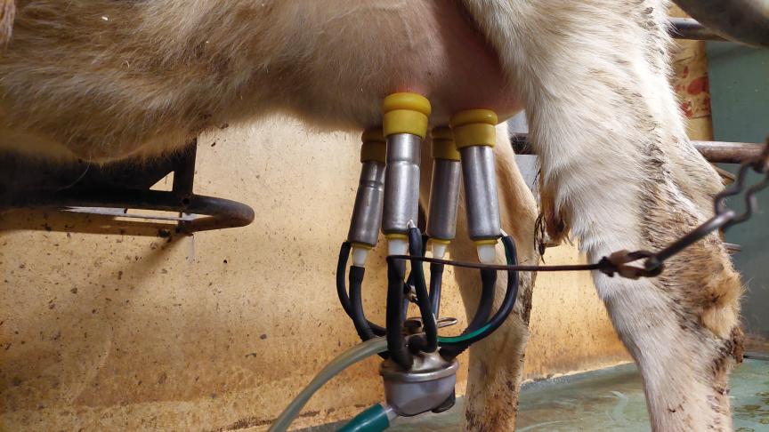 De melkproductie van de EU28 was over oktober maar liefst 5,73% hoger dan vorig jaar.