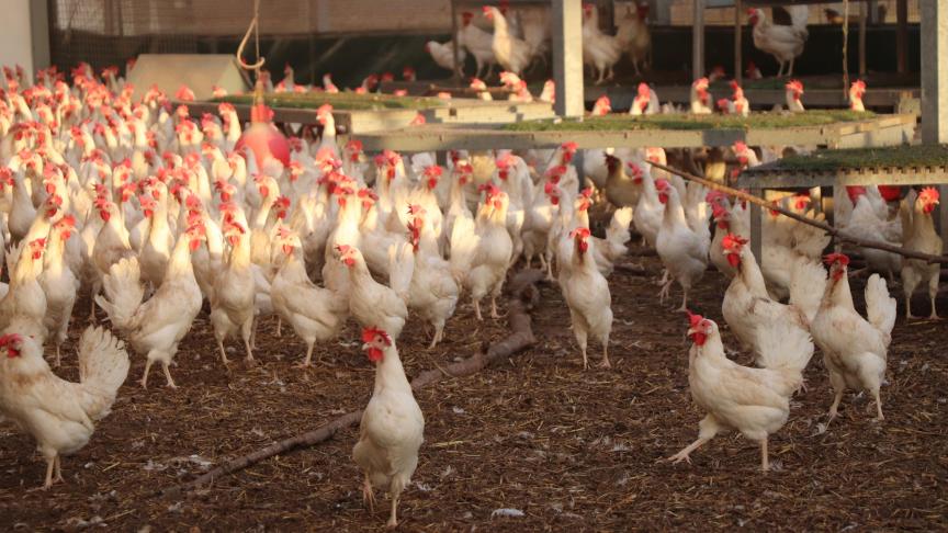 De Dekalb White-hennen zaten tijdens ons bezoek op een leeftijd van 56 weken, met een legpercentage van 96%.