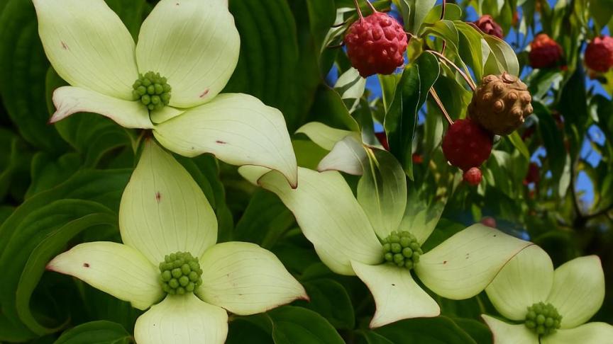 Cornus kousa met zijn opvallende schutbladeren en vruchten.