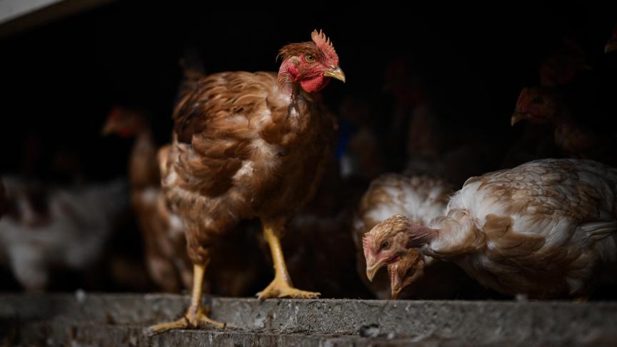 Dit najaar zijn er al uitbraken van vogelgriep vastgesteld op 10 pluimveebedrijven en bij 2 hobbyhouders.