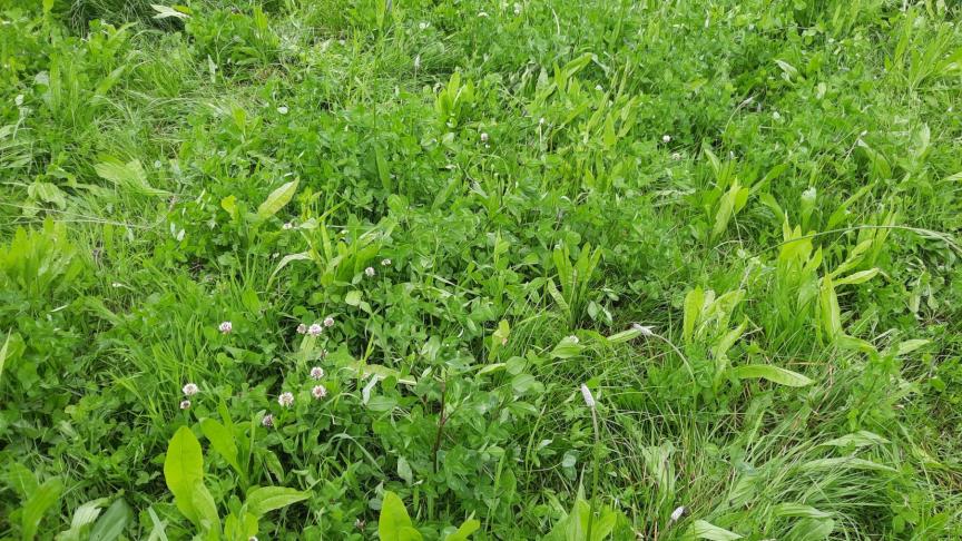 Kruidenrijke mengsels hebben veel voordelen, maar de toepassing ervan blijft in Vlaanderen nog onderbenut.