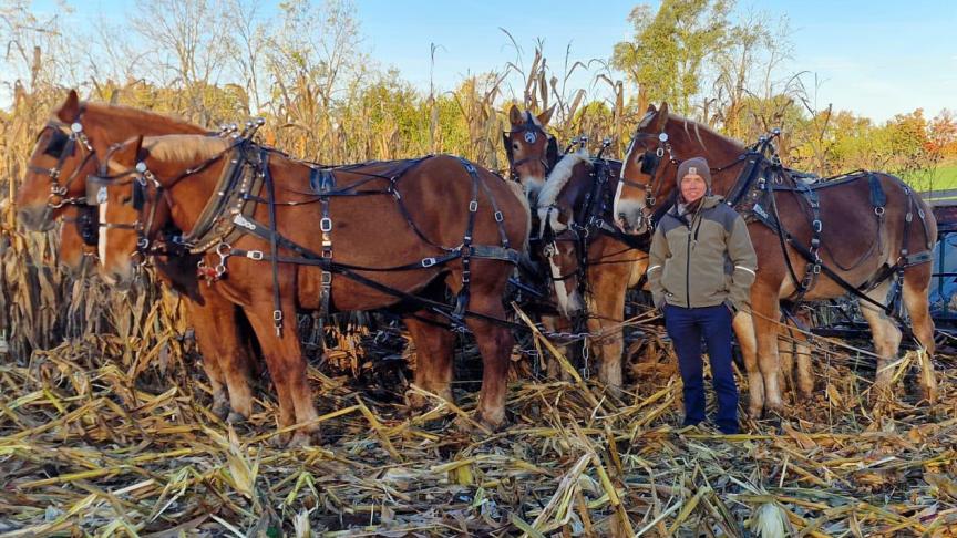 Jurgen Talpe bij een zesspan Vlaamse paarden tijdens de maïsoogst bij de Amish in de VS.