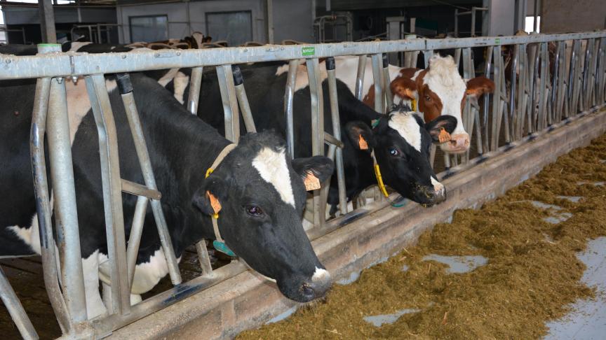 Sintobin en Devillé stellen dat veehouders in het stikstofdossier achterblijven als juridische risicodragers van een collectief falen.