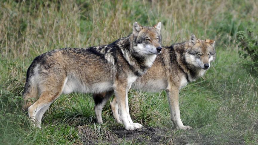 Van 1 januari tot en met 10 februari 2026 mag er in Finland weer op wolven worden gejaagd.