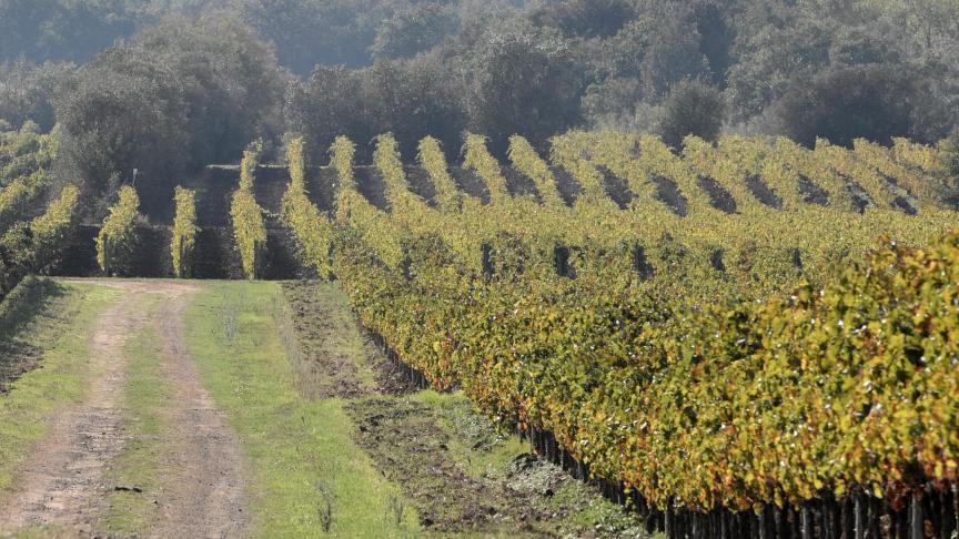 In ’s werelds grootste wijnproducent Italië werd een decreet ondertekend rond de productie van alcoholvrije wijn.