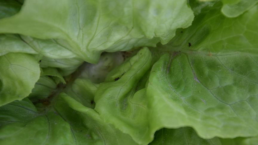 Met het verbod op het gewasbeschermingsmiddel Movento dreigt volgens parlementslid Kathleen Bury de  buitenslateelt in Vlaanderen compleet stil te vallen.