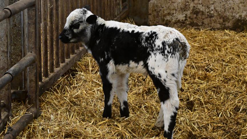 De gekruiste kalfjes hebben de typische Speckle Park-vacht.