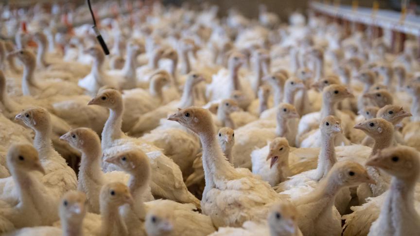 In Wingene is op een professioneel pluimveebedrijf vogelgriep vastgesteld.
