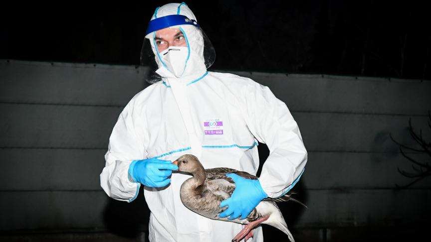 In de regio rond Veurne zijn er meerdere uitbraken van vogelgriep waardoor 1 veiligheidszones wordt ingesteld.