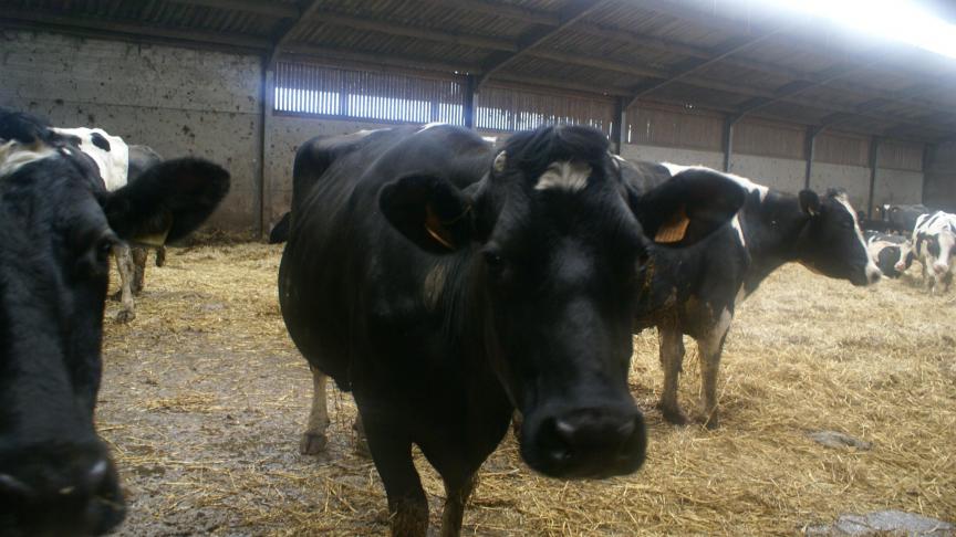 De Belgische melkprijs van het Nederlandse Vreugdenhil Dairy Foods werd voor januari vastgelegd op 38,20 euro per 100 l melk.