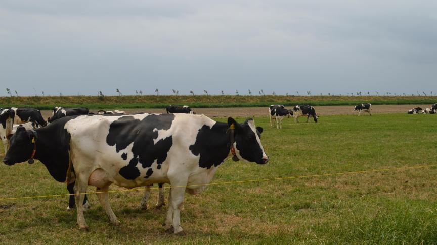 De ontslagnemende Nederlandse regering komt met een nieuwe vrijwillige beëindigingsregeling voor veehouders.
