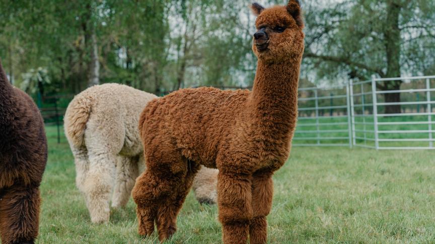Alpaca’s houden in België vraagt kennis, engagement en een goed inzicht in hun specifieke noden.