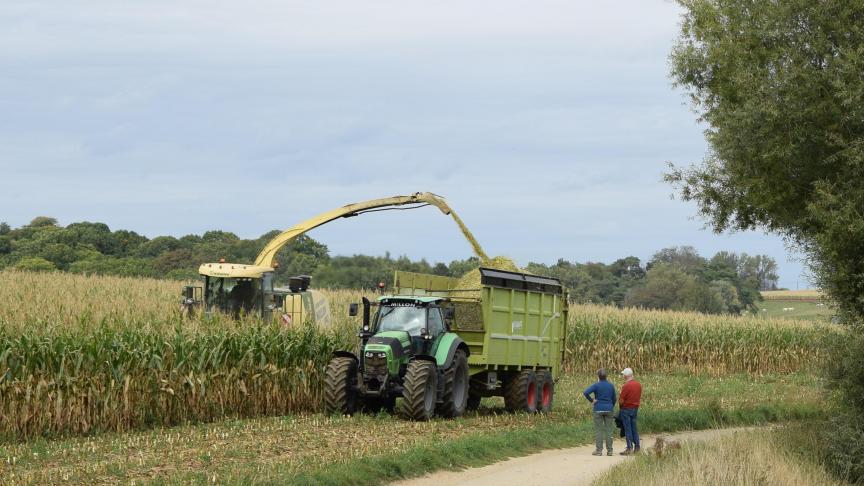 In 2025 werden maar kleine verschillen in opbrengstprestaties van maïs genoteerd ten opzichte van het jaar voordien.