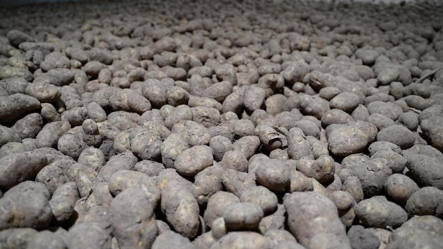 Belgapom meldt op 16 januarieen notering van 15 euro/ton (zonder btw) voor het aardappelras Fontane op de vrije markt.