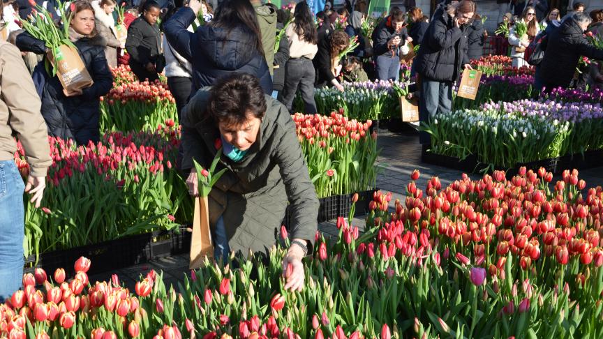 Elke Antwerpenaar kon een gratis boeketje met 15 tulpen plukken.