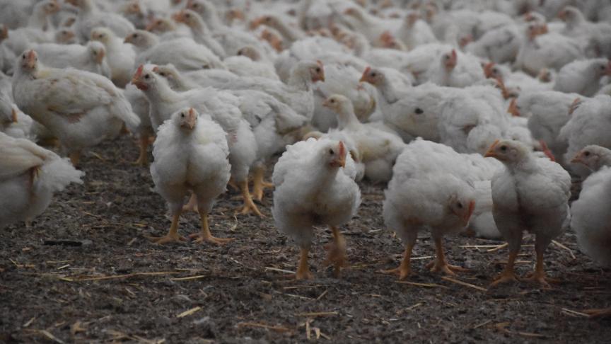 De vogelgriep heeft de afgelopen weken opnieuw aan intensiteit gewonnen.