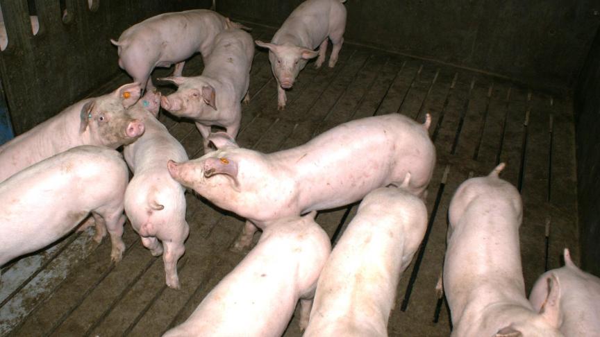 Instabiele constructies of aangetaste roostervloeren kunnen in varkensstallen heel zware gevolgen  hebben.