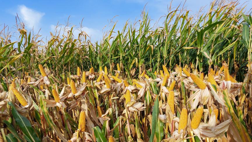 Een goede opbrengst en een laag vochtgehalte van de korrel vormen de basiscriteria om geschikte korrelmaïsrassen te kiezen.