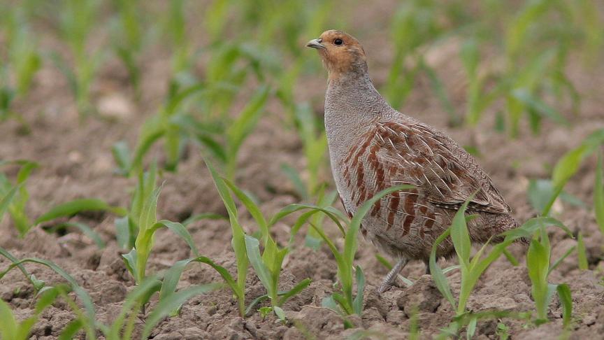Het aantal patrijzen in Vlaanderen gaat achteruit.