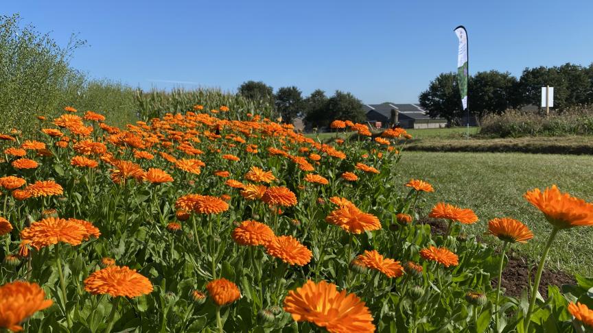 Ook voor goudsbloem is er nu een subsidiebedrag van 230 euro/ha.