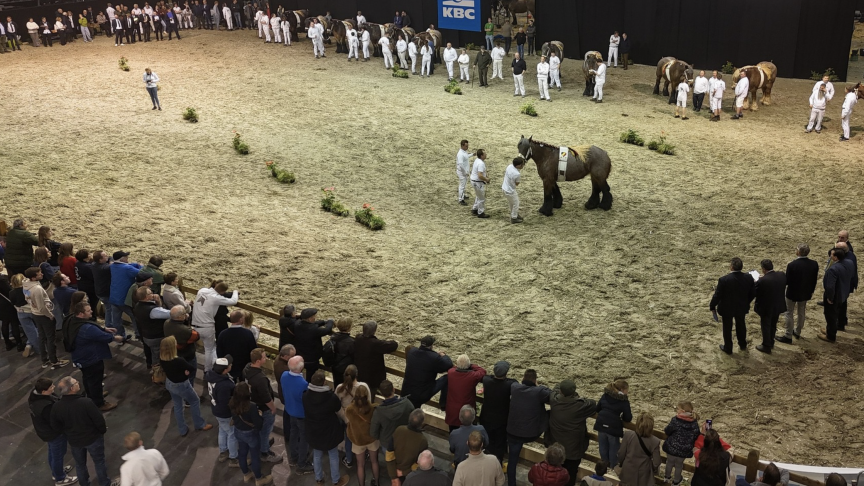 Het nationaal kampioenschap van de trekpaardmerries op Agriflanders 2025 was een echte publiekstrekker.