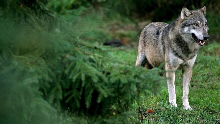 Volgens het Waalse departement Natuur en Bos is er geen wolf aanwezig in het Luikse dorp Aywaille.