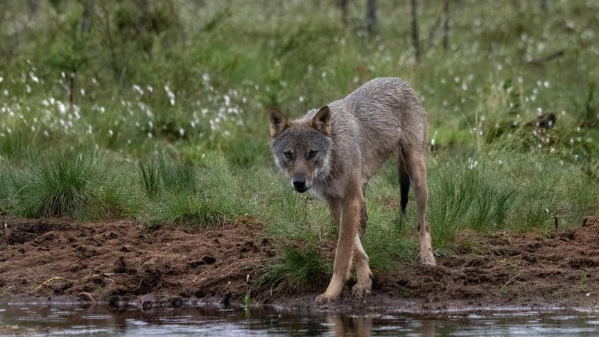In de Maasvallei is er meermaals een nieuwe wolf gesignaleerd.