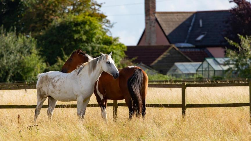Er moeten volgens DLVmogelijkheden blijven voor een aantal actoren om zich te vestigen in leeggekomen hoeves.