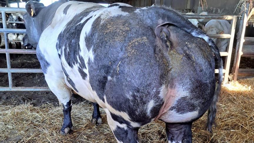 Ona van de Kerkenhofstede van de familie Gillis heeft een indrukwekkende stamboom met 3 generaties BBCI-stieren als vaders.