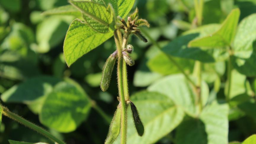 ImPuls zet in op ketenvorming en lokale afzetvan lokaal geteeld soja.