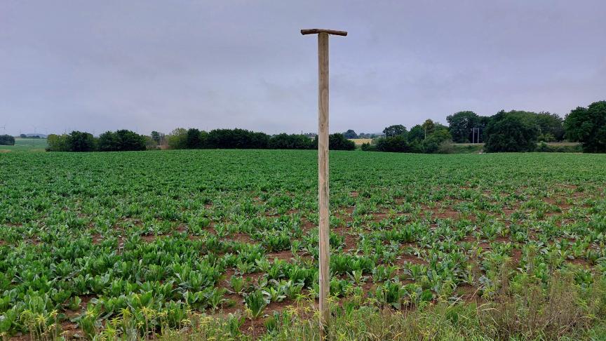 Zitstokken bevorderen de aanwezigheid van roofvolgels die bosmuizen predateren.