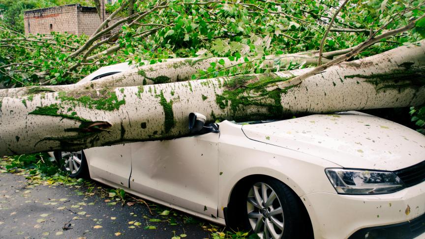 Wanneer een omvallende boom op een geparkeerde wagen van een erfbetreder valt, zal die de exploitant  van de hoeve kunnen aanspraken.
