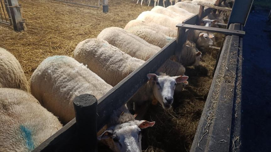 Voor drachtige ooien is voldoende plaats aan eetbakken en ruiven belangrijk.