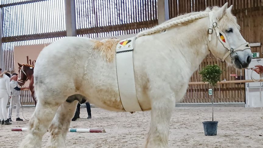 Tor van de Kloosterhoeve, nationaal kampioen hengst met nakomelingen.