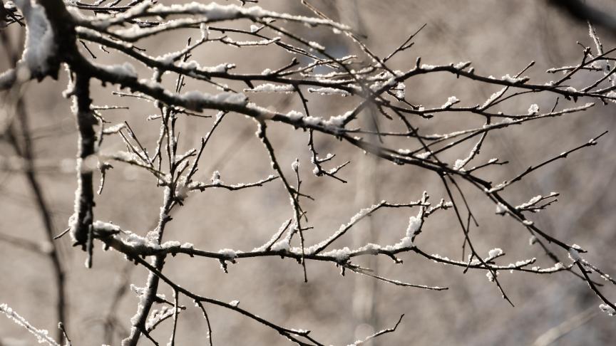 Het gaat beter met de Vlaamse bossen, maar de agrarische natuur staat nog onder druk.