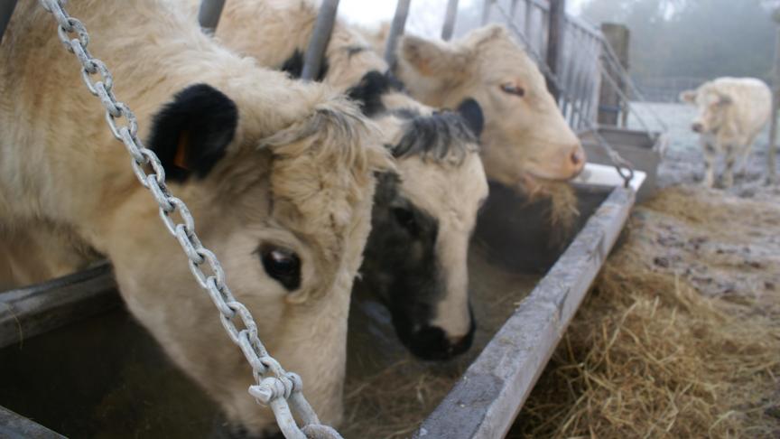 De prijs voor BWB-koeien stijgen volgens Coevia.