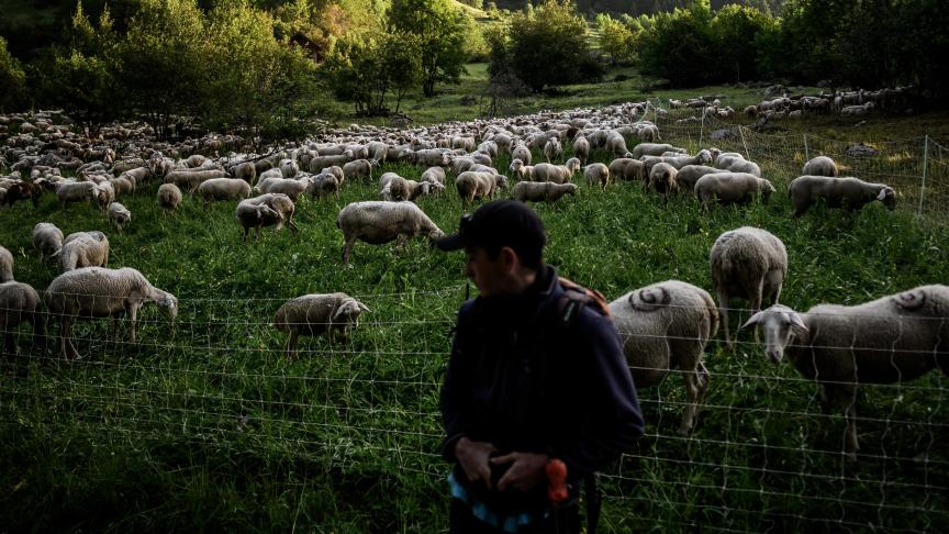 Franse boeren zullen in de nabije toekomst wolven in meer gevallen mogen afschieten om hun vee te beschermen.