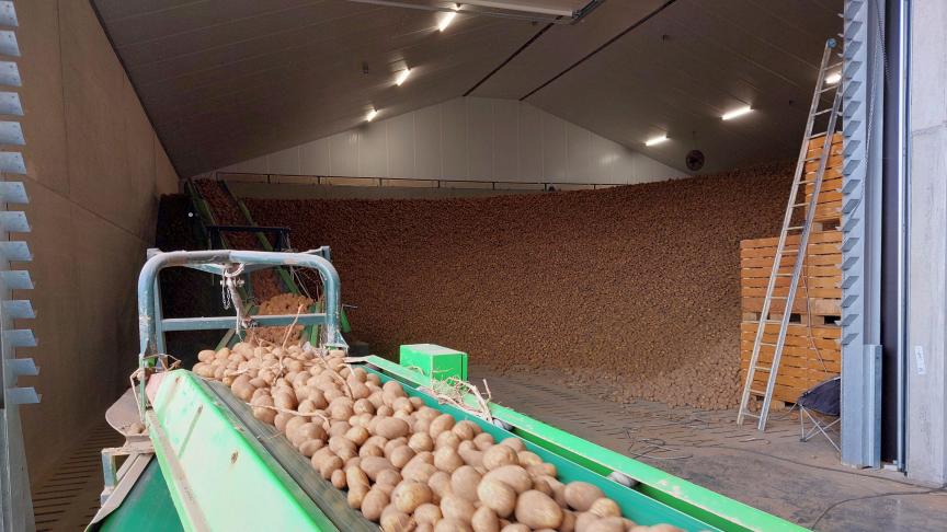2025 kende een goede aardappelproductie, maar een verwerking en afzet die terugliepen.