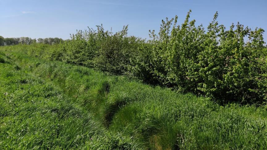 Boeren kunnen bijvoorbeeld een beheerovereenkomst afsluiten voor het onderhoud van hagen en heggen.