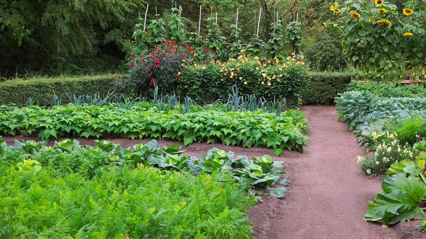 Slim roteren in de moestuin zorgt voor een gezonde bodem en een rijke oogst.